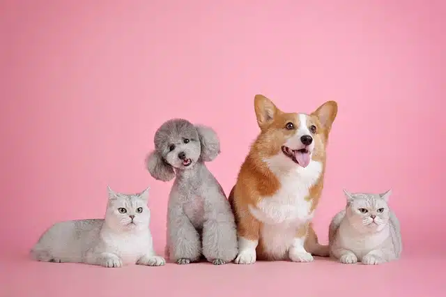 image of cute dogs posing for the camera with a light pink background