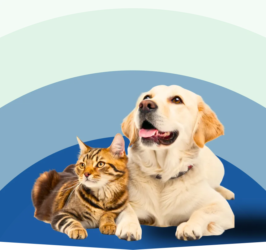 A tabby cat and a golden retriever dog lying side by side on a blue surface, with a green and blue curved background. The dog looks upward with its mouth open while the cat looks to the side.