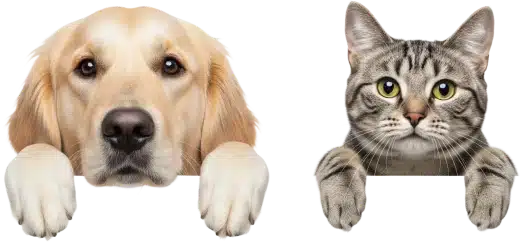 A golden retriever dog and a gray tabby cat are both lying down with their heads and front paws visible, looking forward with curious expressions on their faces.