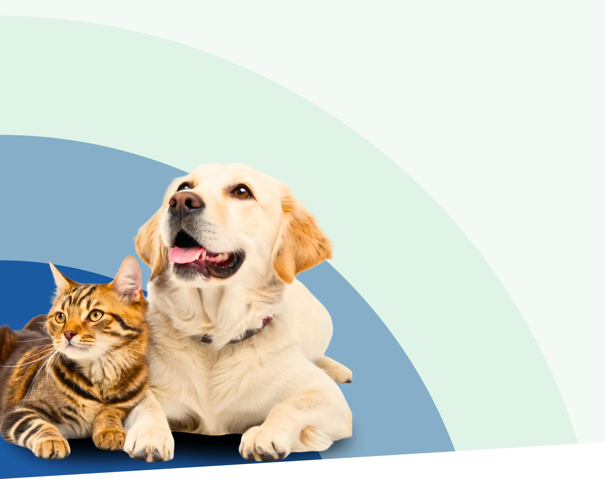 A brown tabby cat and a golden retriever dog are lying next to each other on a blue and green background with curved shapes.