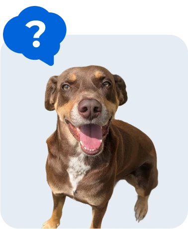 A happy brown dog with a white chest sits and smiles at the camera. A blue thought bubble with a white question mark is above its head on a light background.