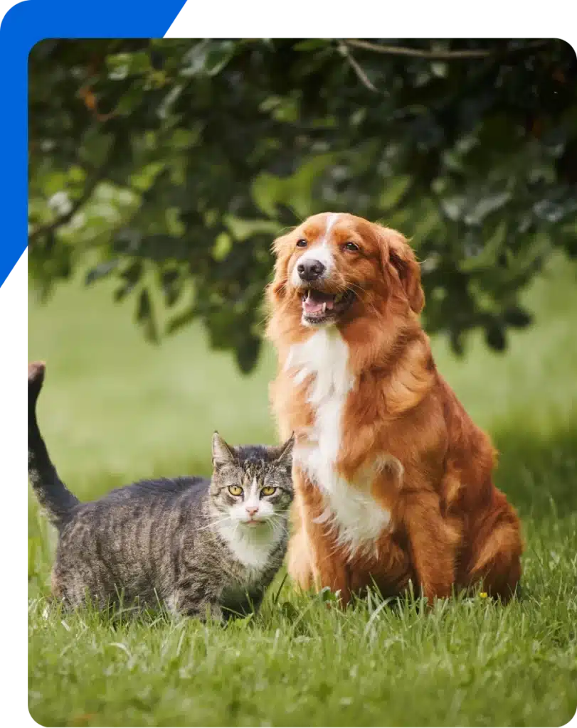 A tabby cat and a fluffy brown dog with white markings sit together on green grass outdoors, with leafy trees in the background.