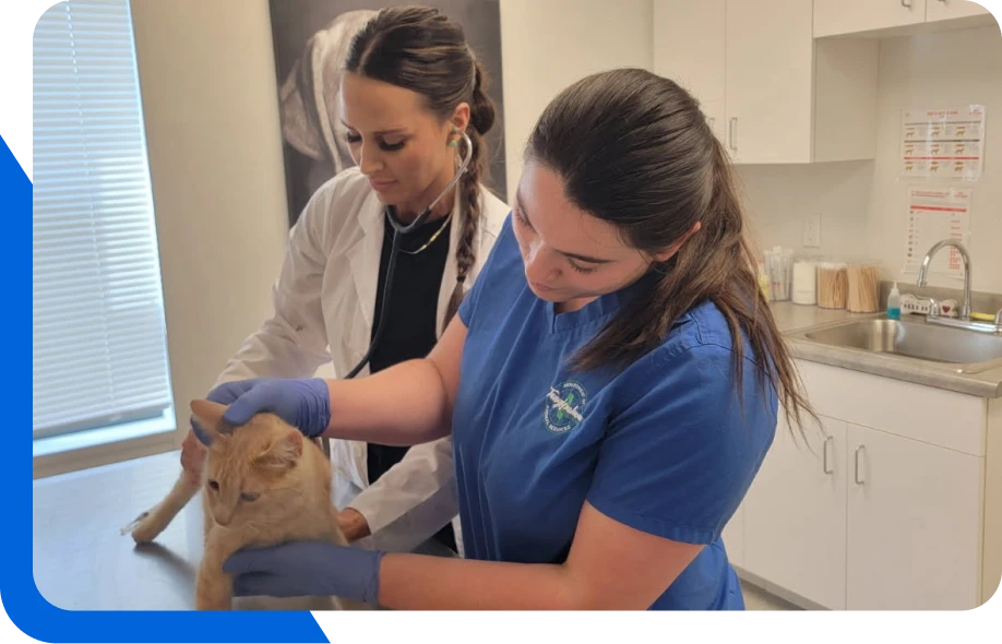 Two veterinary professionals examine an orange cat in a modern veterinary clinic. One wears a white coat and stethoscope, while the other, in blue scrubs and gloves, gently holds the cat on the exam table.
